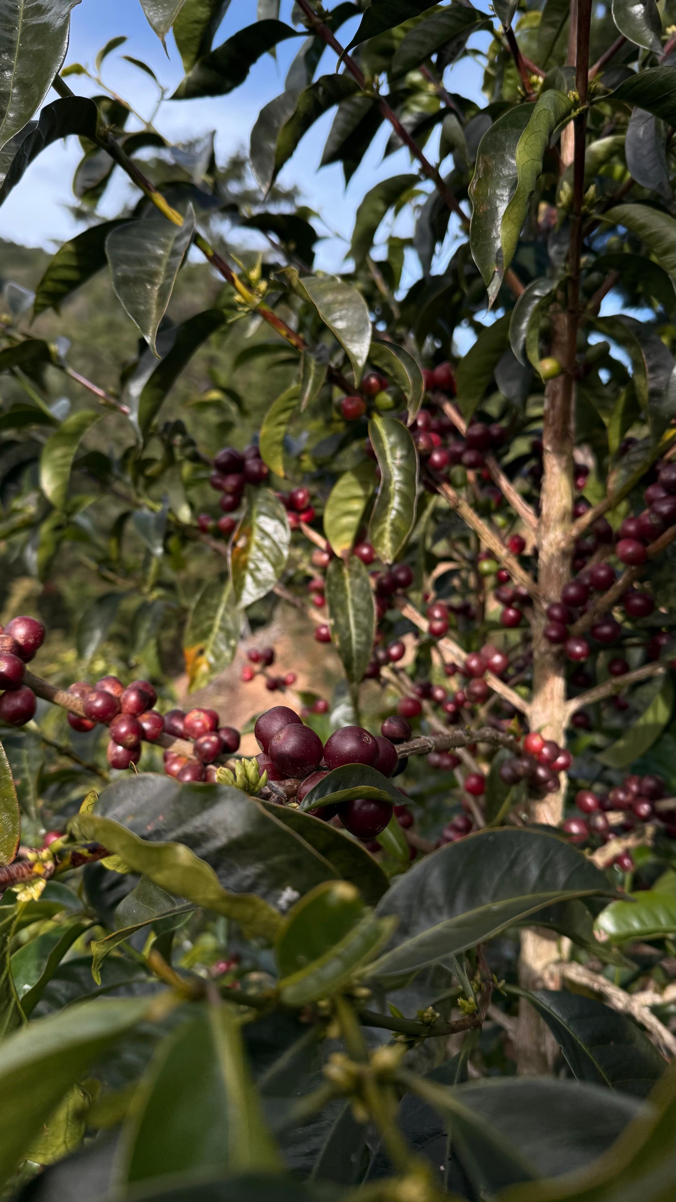 Detalle vertical de proceso en Cinco Calles 19