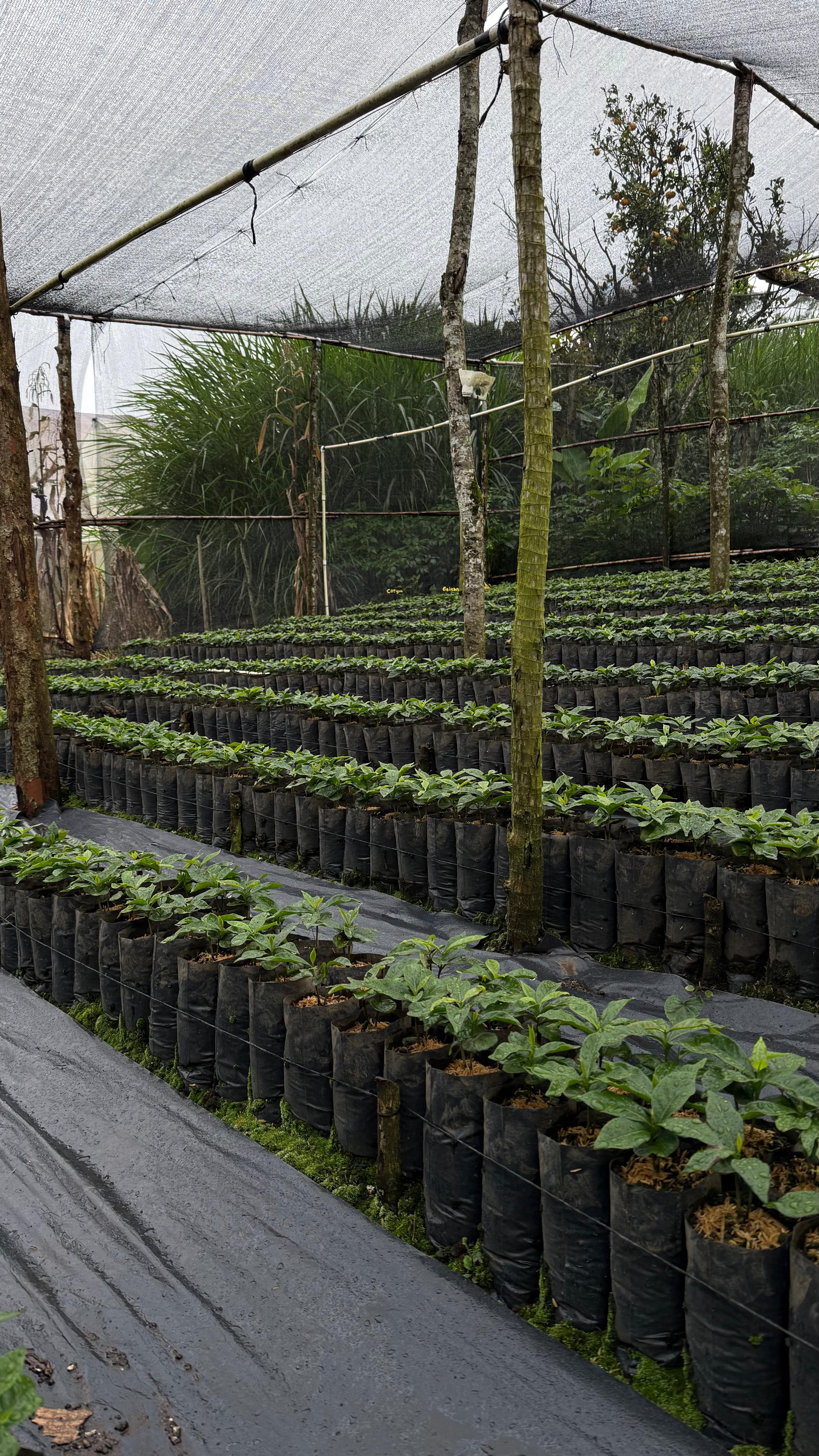 Detalle vertical de proceso en Cinco Calles 04