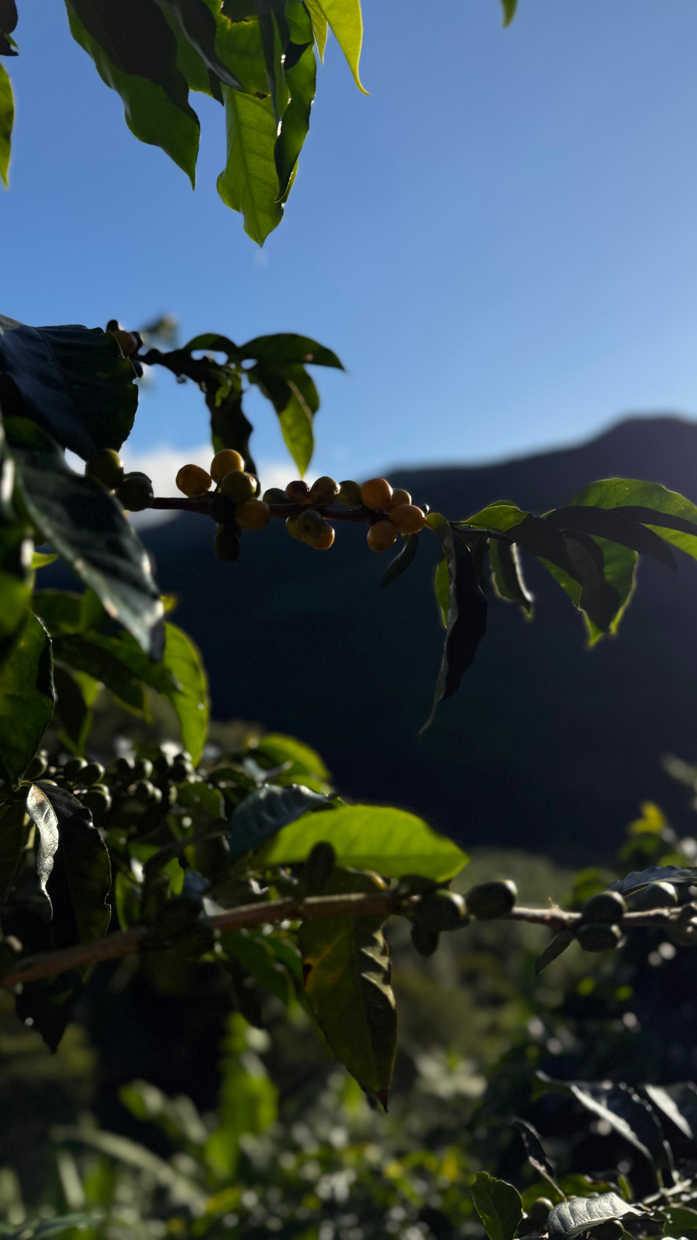 Detalle vertical de proceso en Cinco Calles 06
